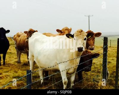 Vaches islandais Banque D'Images