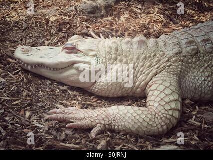 Albino Alligator mississippiensis (Alligator), ferme aux crocodiles, La ferme aux crocodiles, Pierrelate, Drôme, France Banque D'Images