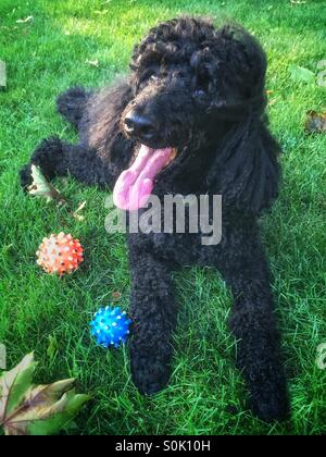 Chien caniche standard avec une longue langue rose sortir épuisés après de faire du rattrapage et couché dans l'herbe. Banque D'Images