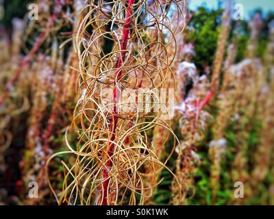 Rosebay Willowherb sur les collines de Malvern en Septembre Banque D'Images