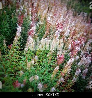 Rosebay Willowherb sur la Malverns en Septembre Banque D'Images