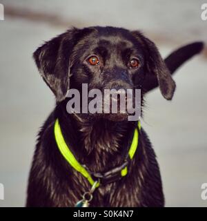 Chien Labrador noir on beach Banque D'Images