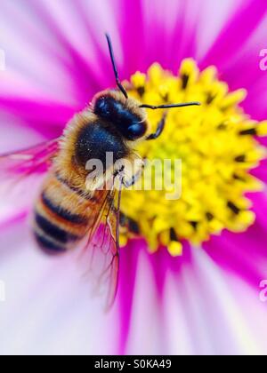 Abeille pollinisant un cosmos flower Banque D'Images