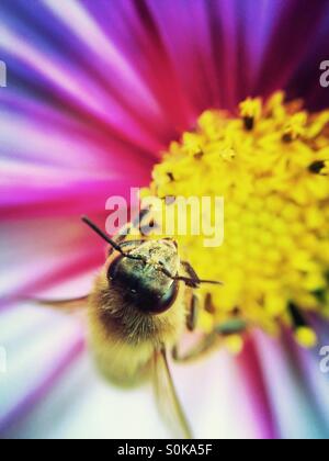 Abeille pollinisant un cosmos flower Banque D'Images