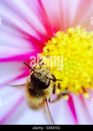 Abeille pollinisant un cosmos flower Banque D'Images