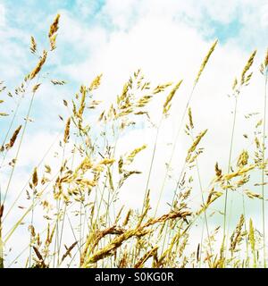 Long meadow grass contre un ciel d'été Banque D'Images