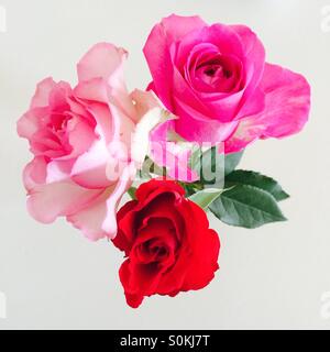 Trois roses Banque D'Images