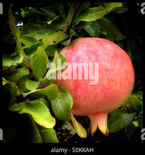 Grenade rouge le mûrissement des fruits sur l'arbre, de l'Espagne. Banque D'Images