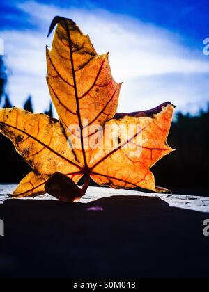 La fin de l'après-midi soleil brille à travers une feuille d'automne tombée. Banque D'Images