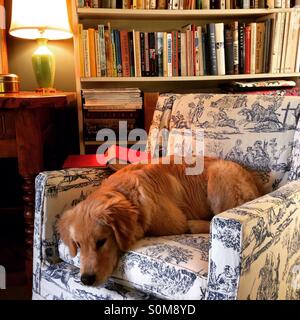 Chiot golden retriever se détendre sur sa chaise favorite du maître dans la bibliothèque Banque D'Images