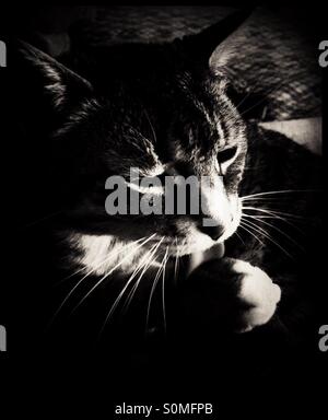 Nettoyage du chat lui-même. Banque D'Images