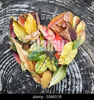 Forme de coeur faites par feuilles d'automne Banque D'Images