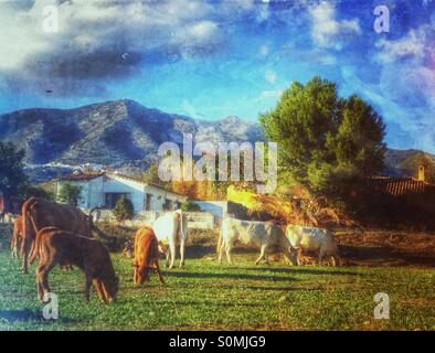 Le pâturage des vaches, Espagne Banque D'Images