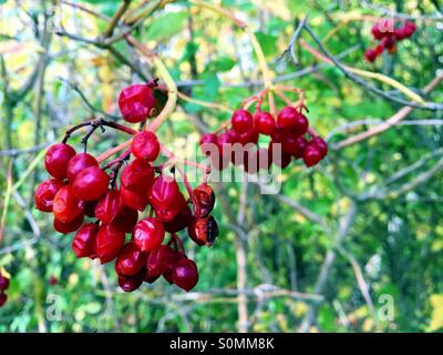 Guelder Rose fruits rouges à l'automne Banque D'Images