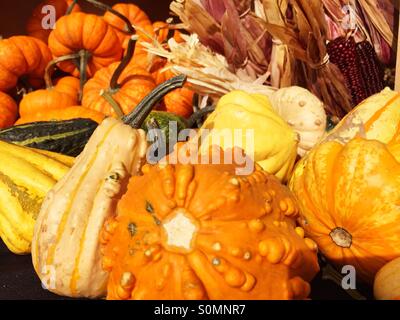 Récolte d'automne, citrouilles et courges vibrante à l'automne Sunshine Banque D'Images