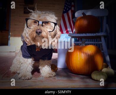 Une miniature goldendoodle est vêtu d'un costume d'Halloween et des verres et s'assoit à côté d'une citrouille sur un porche. Banque D'Images