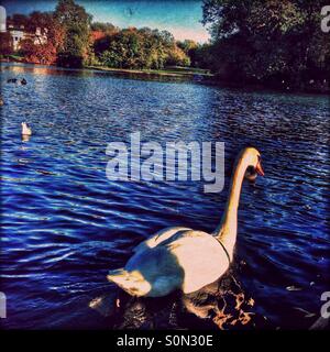 Nager dans le lac des cygnes blancs, Regent's Park, City of Westminster, le centre de Londres, Angleterre, Royaume-Uni, Europe Banque D'Images