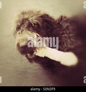 Labradoodle chien avec une grande bone Banque D'Images