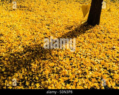 Arbre de ginkgo et de feuilles Banque D'Images