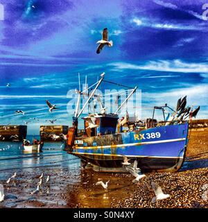 Les mouettes volant au chalutier Hastings ses captures d'atterrissage sur la plage à l'aube, East Sussex, England, UK Banque D'Images