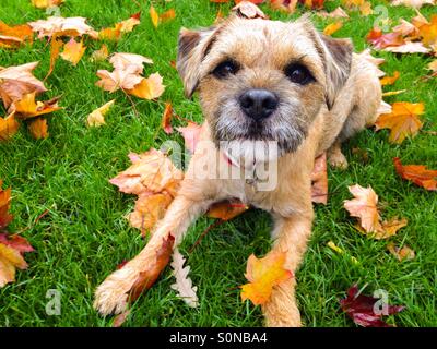 Chien Border Terrier Banque D'Images