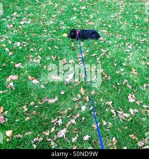Staffordshire Bull Terrier chiot sur un long câble étendu sur l'herbe entre les feuilles avec un ballon jaune. Banque D'Images