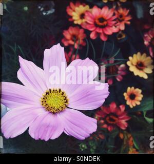 Cosmos et Zinnia flowers in garden bed Banque D'Images