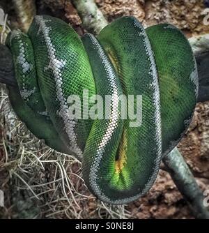 Emerald tree boa serpent Banque D'Images