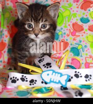 Chaton, adopter n'shop Banque D'Images