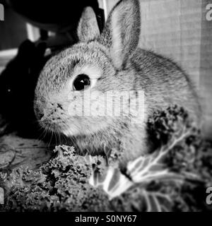 Baby rabbit eating kale Banque D'Images