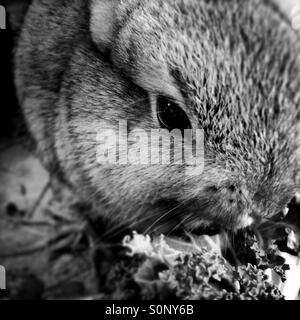 Un bébé lapin mange le chou frisé. Banque D'Images