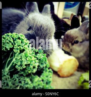 Bébés lapins de manger le chou frisé. Banque D'Images