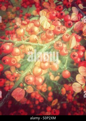 Baies d'hiver rouge vif sur Cotoneaster arbuste. Banque D'Images