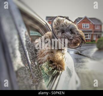 Un chien avec un collier de protection sur l'obtention d'un peu d'air frais de la fenêtre latérale d'une voiture en mouvement. Banque D'Images