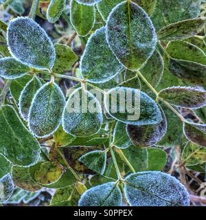 Gel dans la nature Banque D'Images