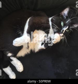 Policier dans la lécher sa patte. Banque D'Images