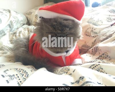 Un chat Persan gris dans un Santa outfit Banque D'Images