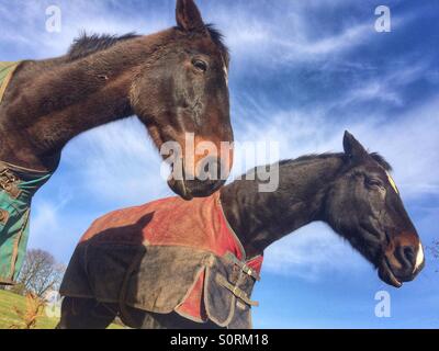 Les chevaux à la recherche sur un champ Banque D'Images