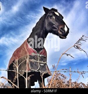 Cheval dans un champ à une clôture Banque D'Images