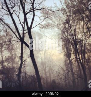La lumière du soleil se profile au brouillard le matin Banque D'Images
