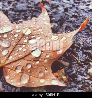 Fallen Leaf avec les gouttelettes d'eau Banque D'Images