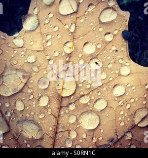 Fallen Leaf avec les gouttelettes d'eau Banque D'Images