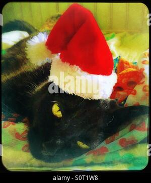 Cat wearing Santa hat Banque D'Images