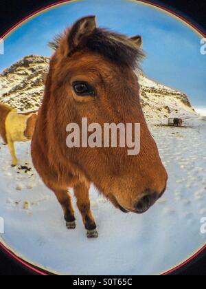 L'Islandic fisheye dans Banque D'Images