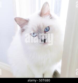 Lilas blanc portrait chat Ragdoll Point Banque D'Images