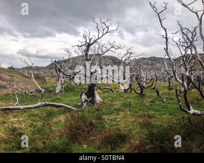 Arbres morts dans une forêt brûlée Banque D'Images