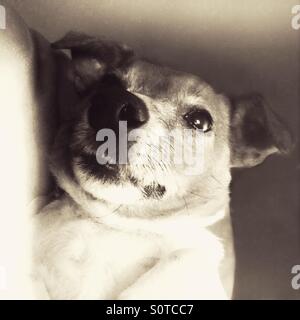 Chien Jack Russell en noir et blanc Banque D'Images