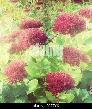 Fleurs roses de Sedum 'Autumn Joy'. Banque D'Images