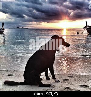 Sleepy Dog Silhouette à la plage Banque D'Images