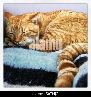 Sleepy ginger Tom cat à Puerto Pollensa Banque D'Images